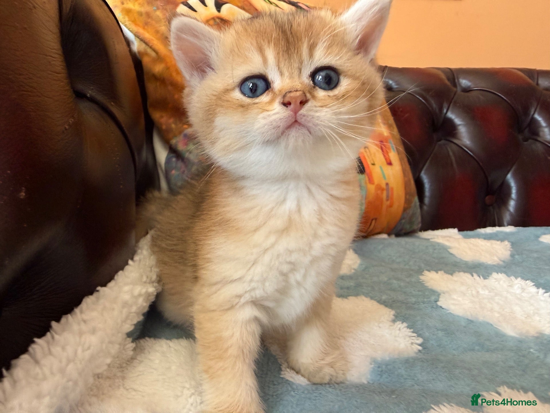 British Shorthair cats Lovely golden BSH & BLH kittens - Advert 2