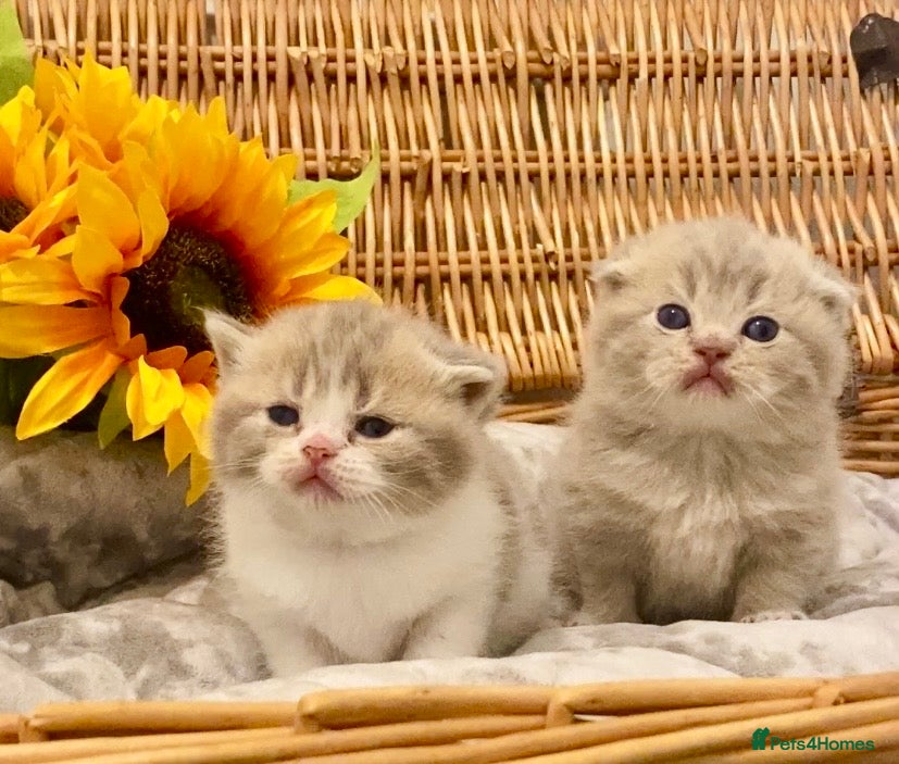 Scottish Fold cats 🧸EXTREMELY RARE CHAMP LINE FAWN SCOTTISH/BSH 😻🧸 - Advert 1