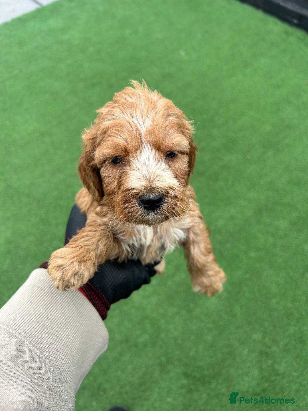 Mixed Breed dogs for sale: 7 beautiful Labrador x cockapoo pups  - Image 5