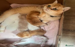 British Shorthair cats for sale: British sh golden kittens NY 12 GCCF  - Image 19