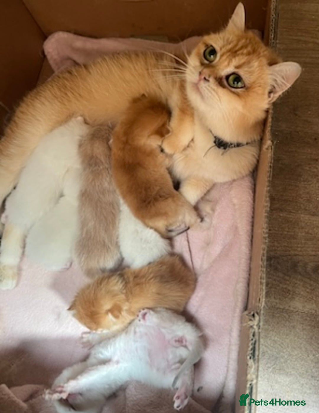 British Shorthair cats for sale: British sh golden kittens NY 12 GCCF  - Image 19