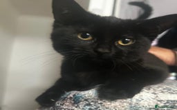 Bombay cats for sale: 1 lovely,playful,friendly kitten left 😸✨️ reduced in London - Image 3