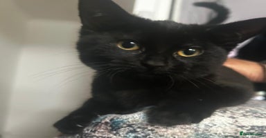 Bombay cats in London - Advert 9