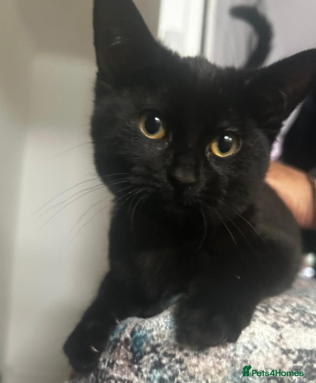 Bombay cats for sale: 1 lovely,playful,friendly kitten left 😸✨️ reduced in London - Image 3