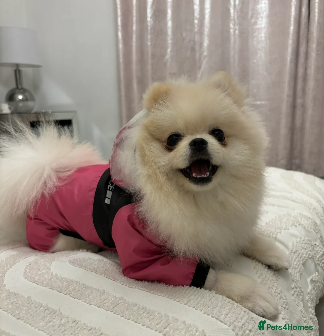 Pomeranian dogs for sale: Teddy Bear Pomeranians  - Advert 5