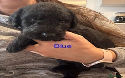 Labradoodle dogs for sale: Stunning Labradoodle Puppies  - Advert 7