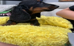 Dachshund dogs for sale: Mini Dachshund Longhaired - Image 5