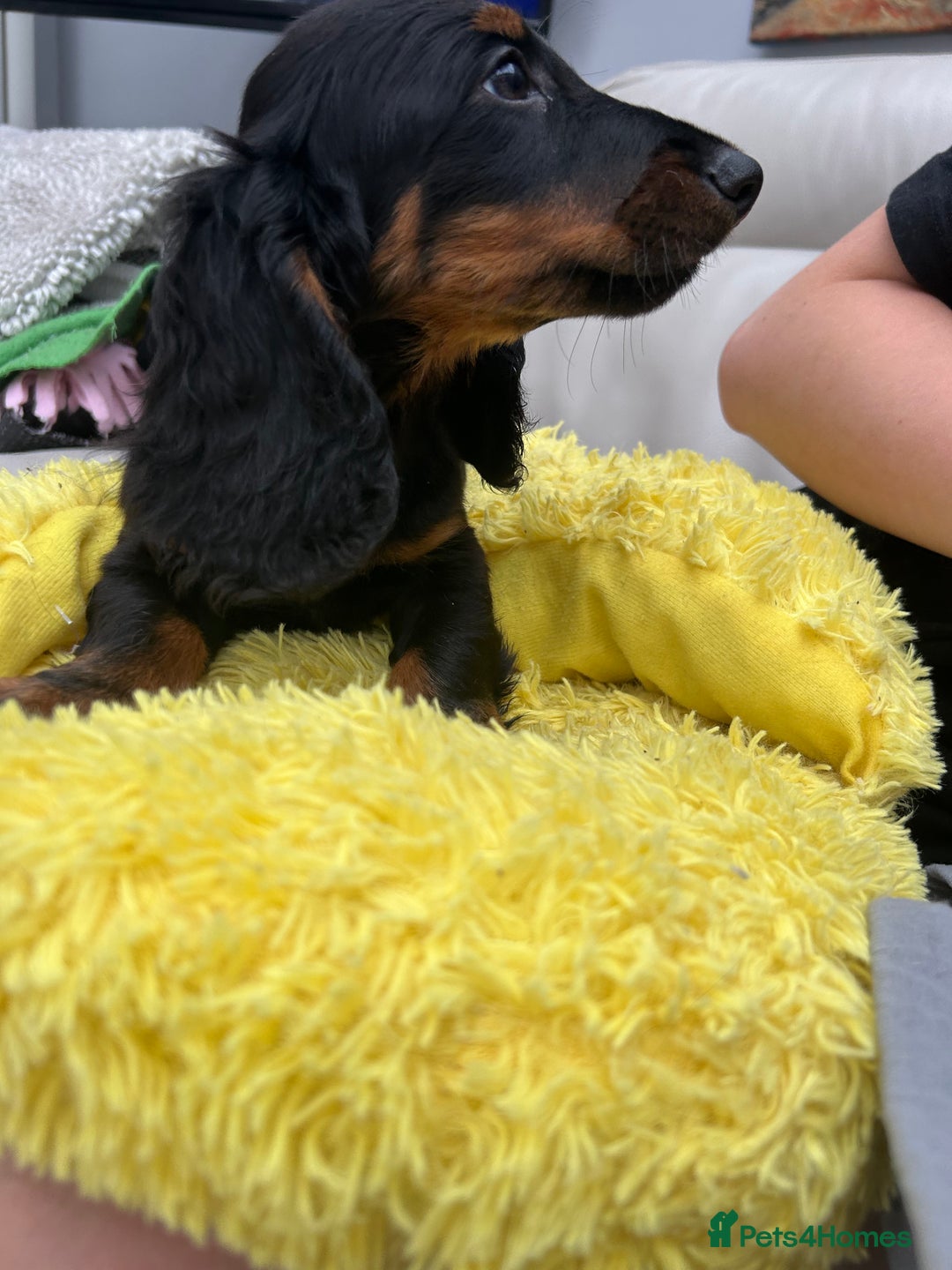 Dachshund dogs for sale: Mini Dachshund Longhaired - Image 5