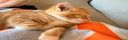 Mixed Breed cats for sale: Beautiful Ginger Kittens  - Advert 9