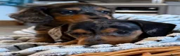 Miniature Dachshund dogs for sale: Stunning Dapple Miniature Dachshund’s  - Advert 8
