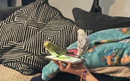 Budgerigars birds for sale: 2 budgies and cage with stand  - Image 7