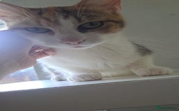 Mixed Breed cats for sale: Kittens for loving home ❤️ - Advert 1