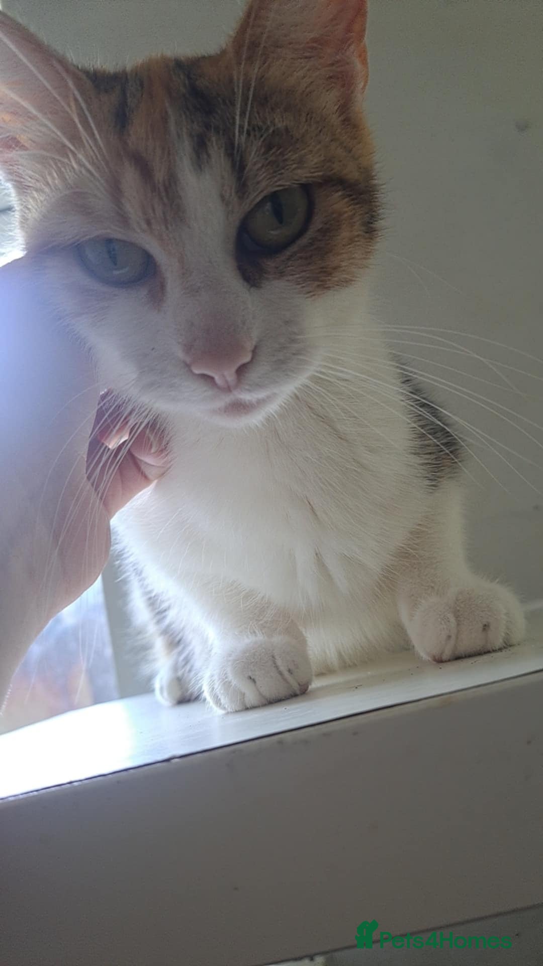 Mixed Breed cats for sale: Kittens for loving home ❤️ - Advert 1