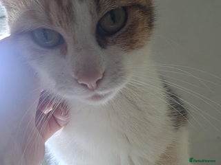 Mixed Breed cats for sale: Kittens for loving home ❤️ - Advert 1