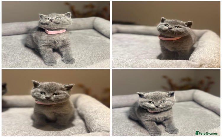 British Shorthair cats Grey British Shorthair - Advert 1