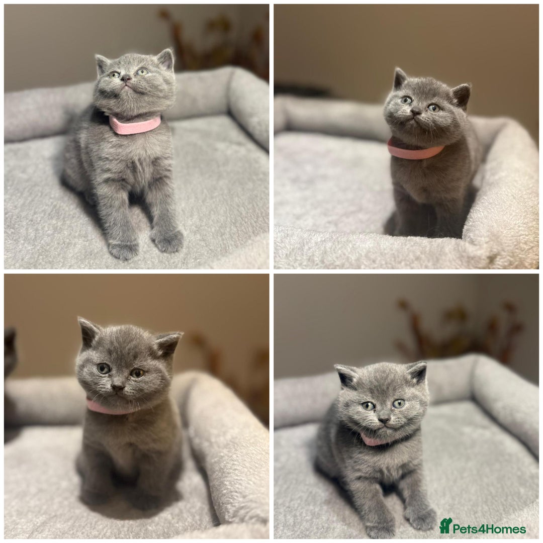British Shorthair cats for sale: Grey British Shorthair - Advert 1