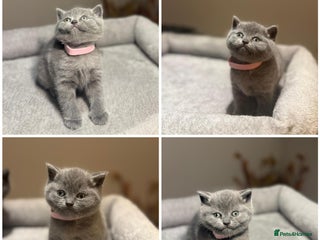 British Shorthair cats Grey British Shorthair - Advert 1