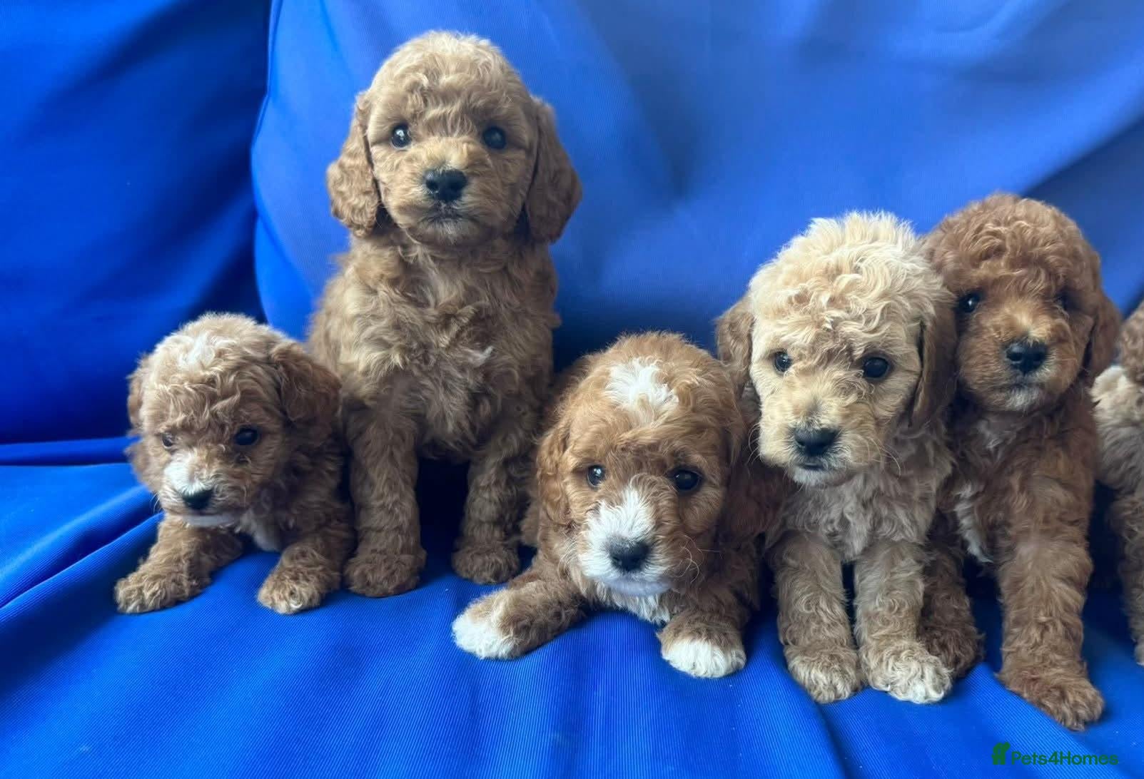 Cavapoo dogs Cavapoo puppies stunning - Advert 16