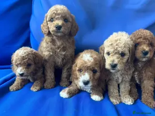 Cavapoo dogs Cavapoo puppies stunning - Advert 16