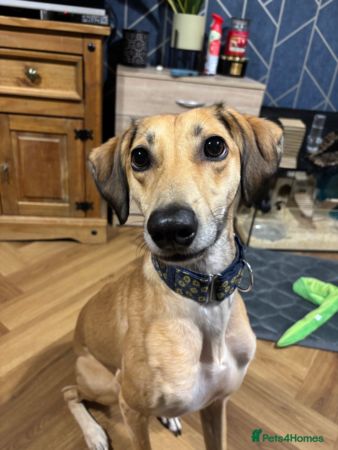 Mixed Breed dogs for sale: Beautiful saluki x greyhound for adoption - Image 2