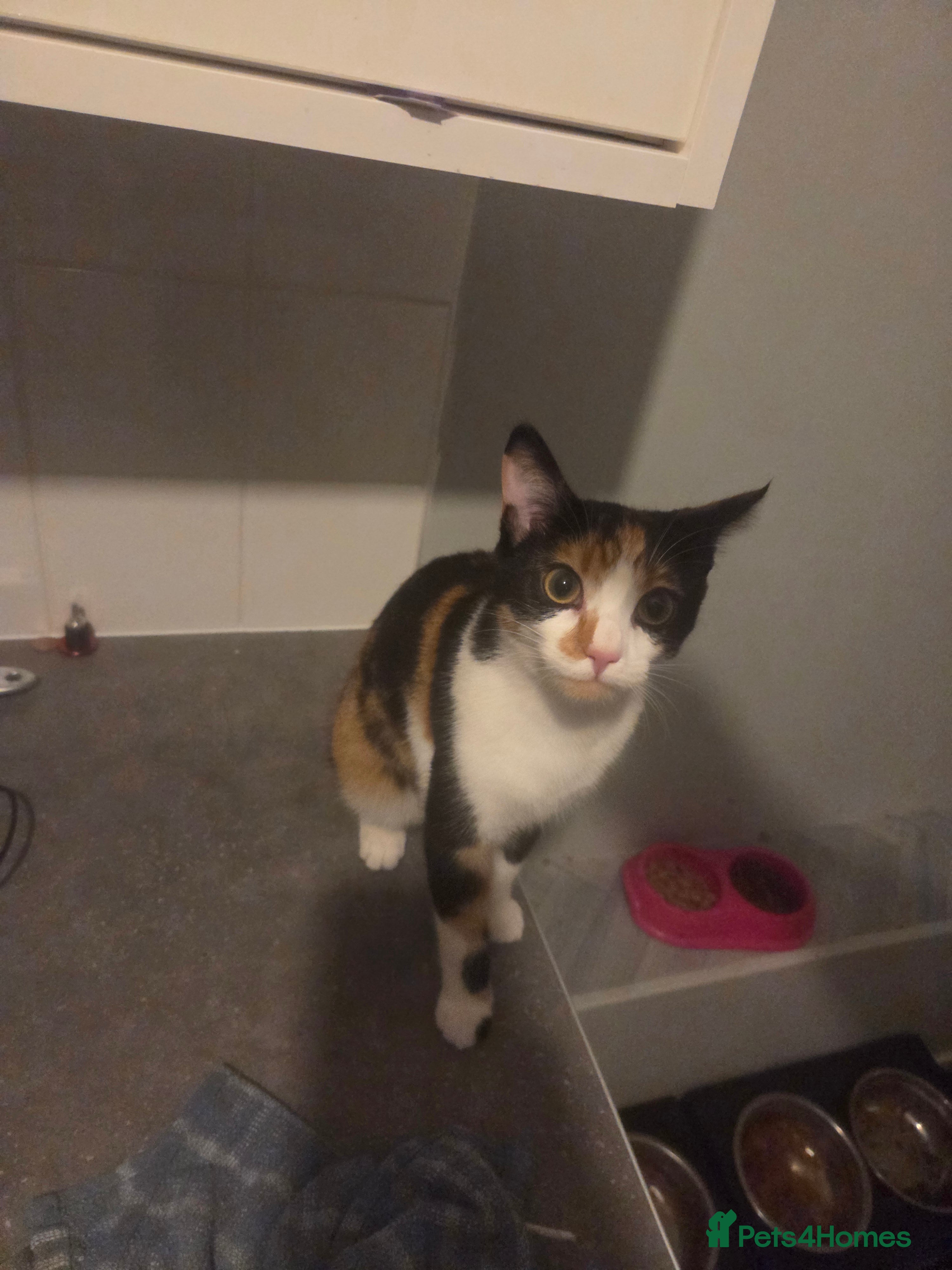 Mixed Breed cats Female kitten - Advert 4