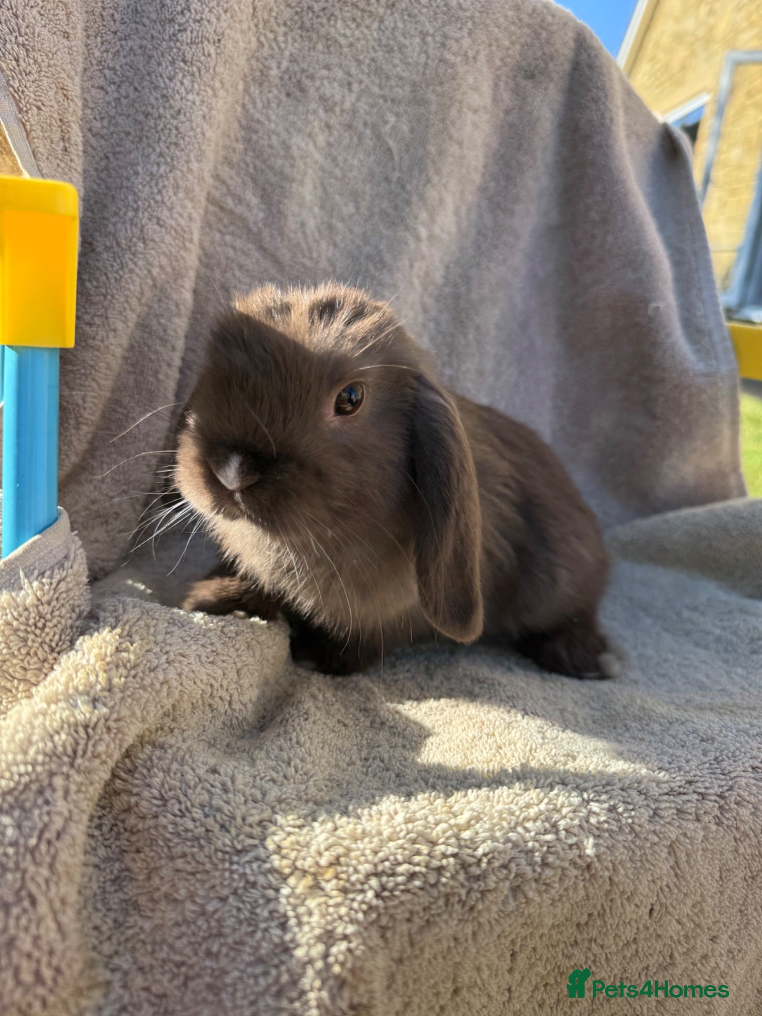 Mini Lop rabbits LAST ONE Ready Friday baby mini lop - Advert 19
