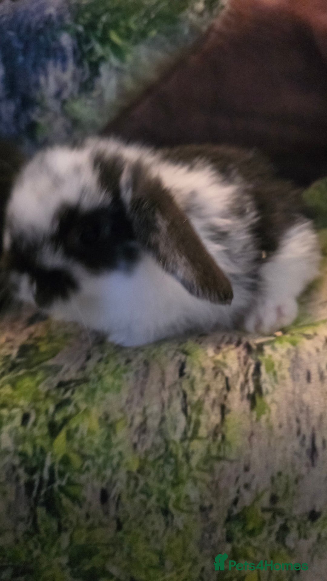 Mini Lop rabbits for sale: Mini Lop Baby rabbits - Advert 2