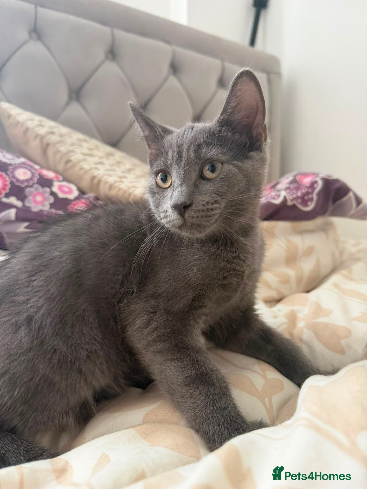 Mixed Breed cats Beautiful friendly Grey kittens - Advert 2