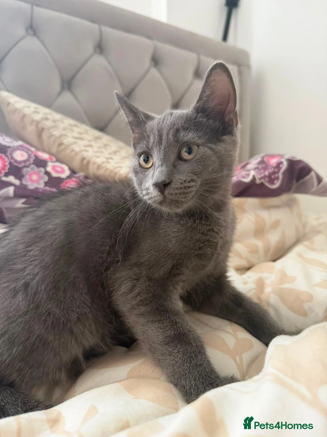 Mixed Breed cats for sale: Beautiful friendly Grey kittens - Advert 1