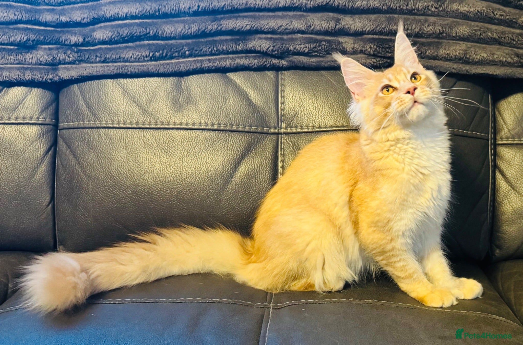 Maine Coon cats Reduced! XL quality TICA Maine Coon active possib  - Advert 2
