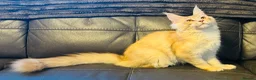 Maine Coon cats for sale: Reduced! XL quality TICA Maine Coon active possib  - Advert 4