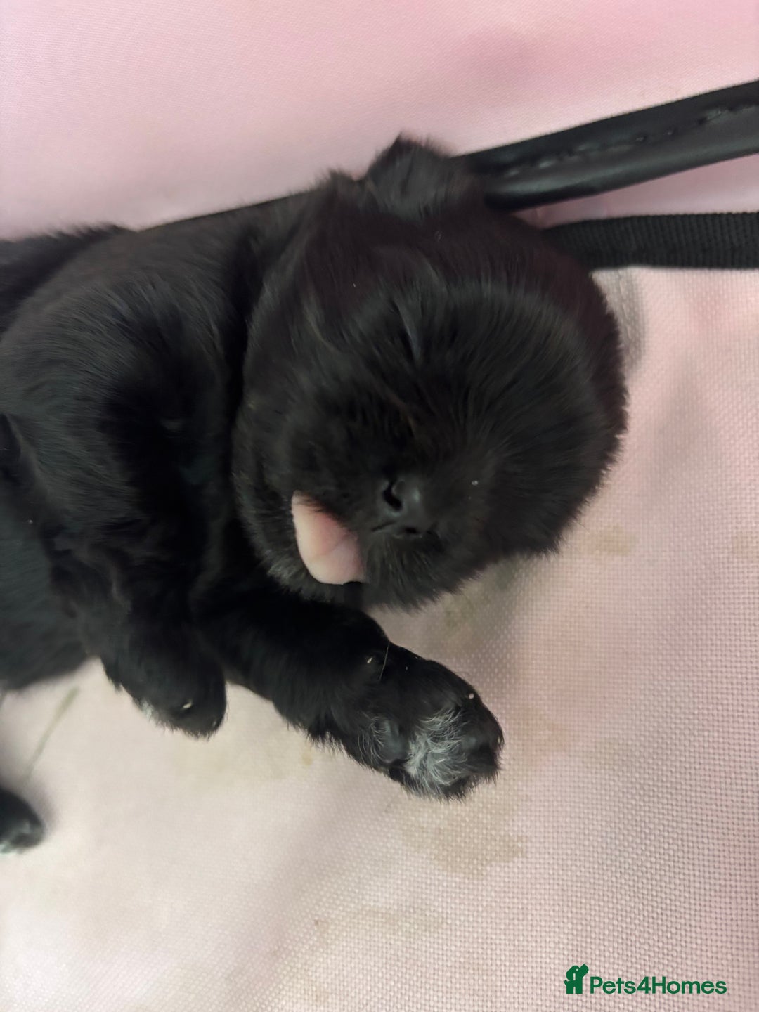 Shih Tzu dogs for sale: Bear 🐻  - Image 9