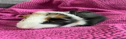Guinea Pig rodents for sale: Gorgeous Female Guinea Pigs - Advert 7
