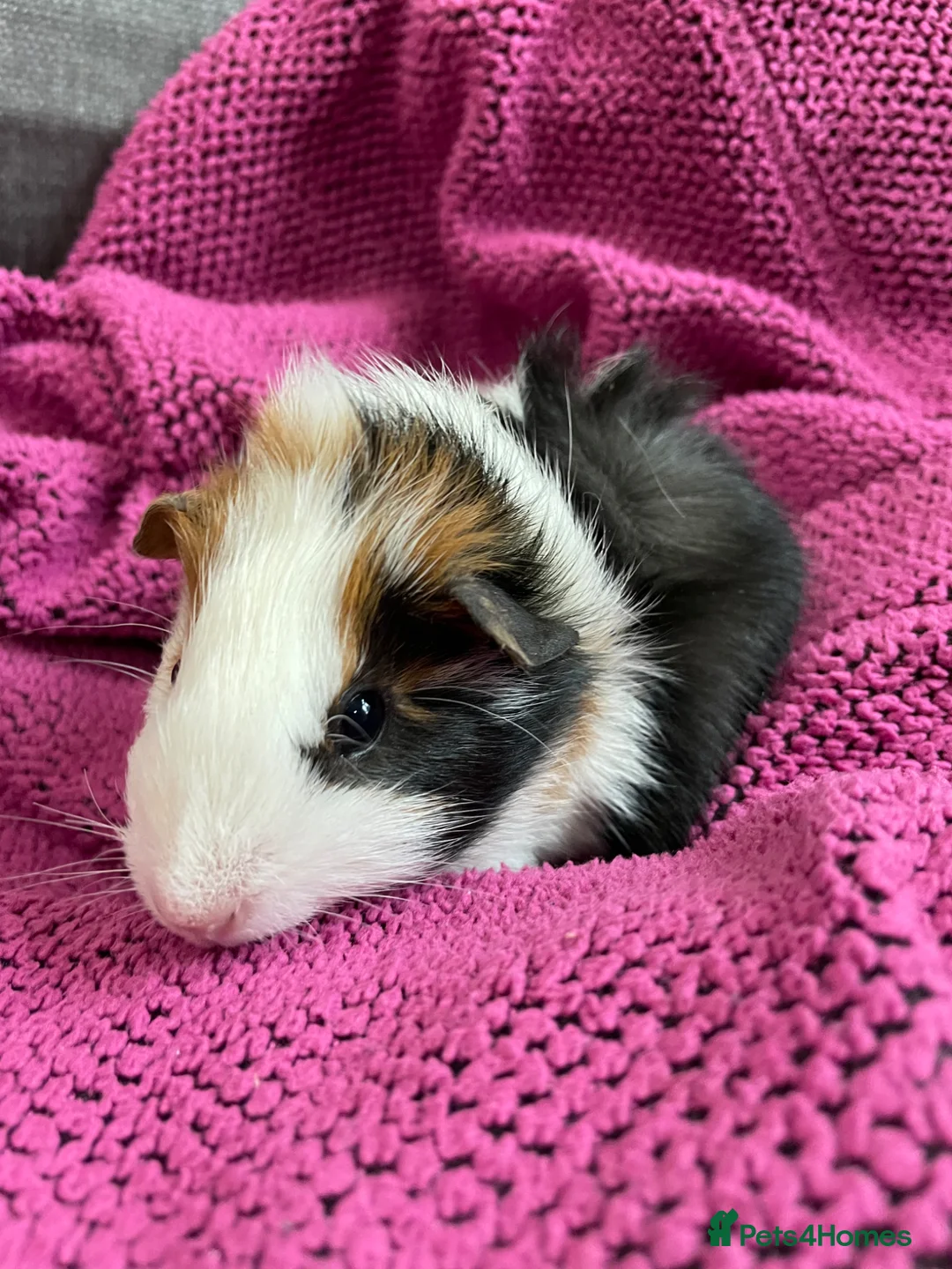 Guinea Pig rodents for sale: Gorgeous Female Guinea Pigs - Advert 7