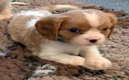 Cavalier King Charles Spaniel dogs for sale: KC Health Tested Cavalier King Charles Spaniels - Image 19