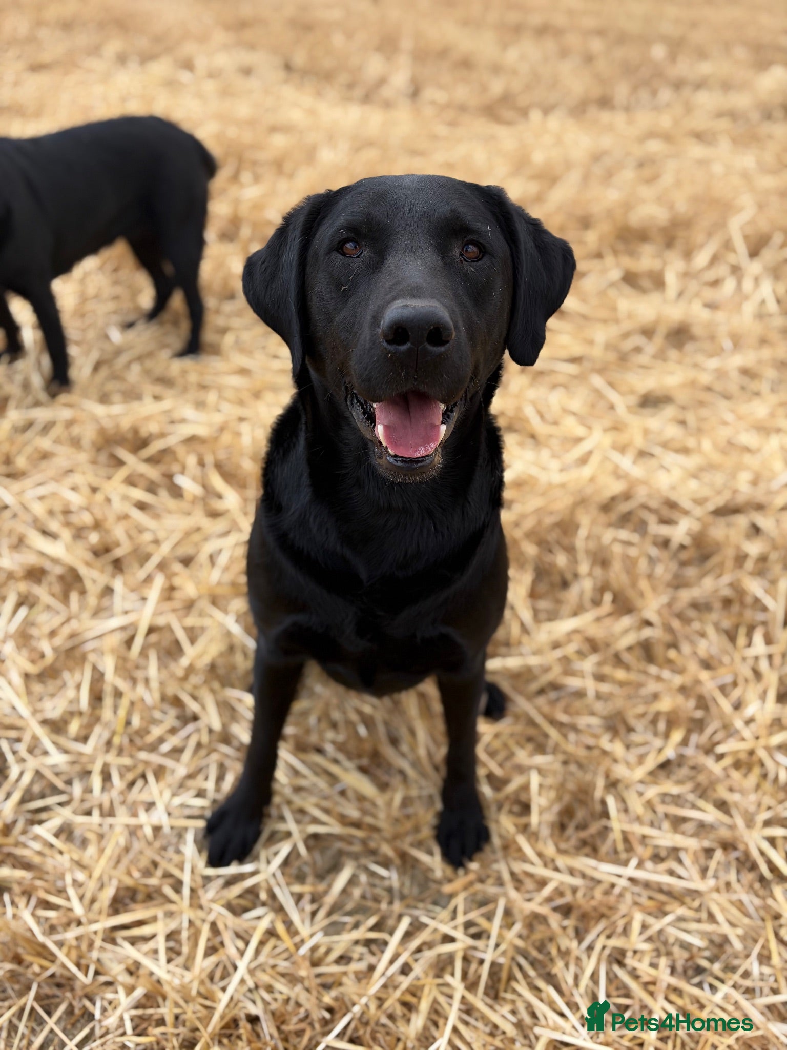 Labrador Retriever dogs ** experienced home only ** Male Black Lab  - Advert 1