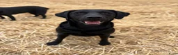 Labrador Retriever dogs for sale: ** experienced home only ** Male Black Lab  in Sheffield - Advert 1