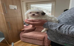 Maltese dogs for sale: Maltes - Image 12