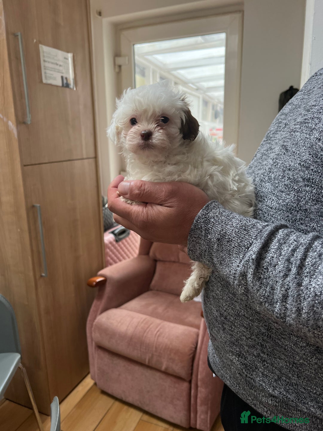 Maltese dogs for sale: Maltes - Image 12