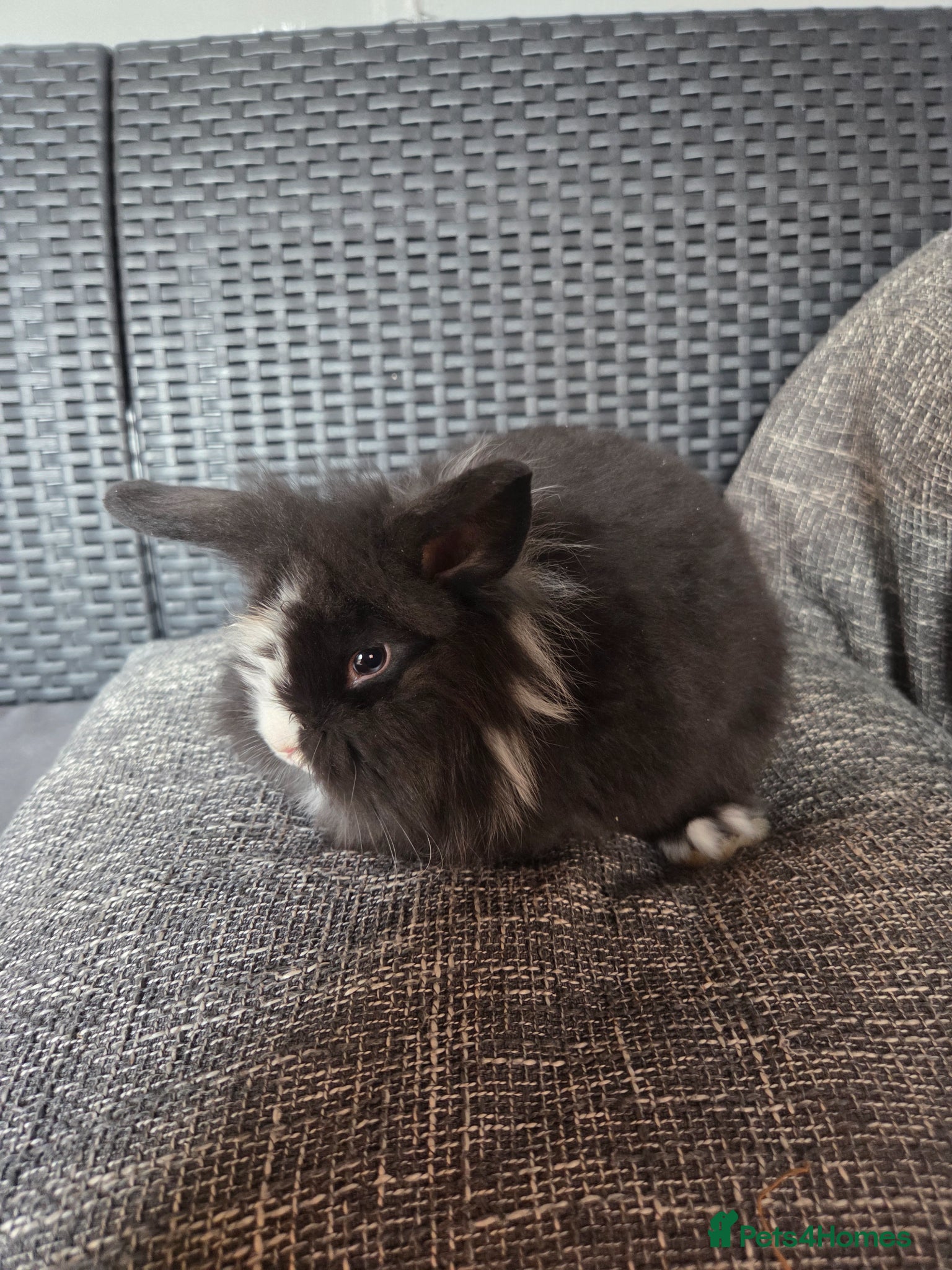 Lionhead rabbits for sale: Beautiful 8 week old mixed colour lionheads in Derby - Advert 5