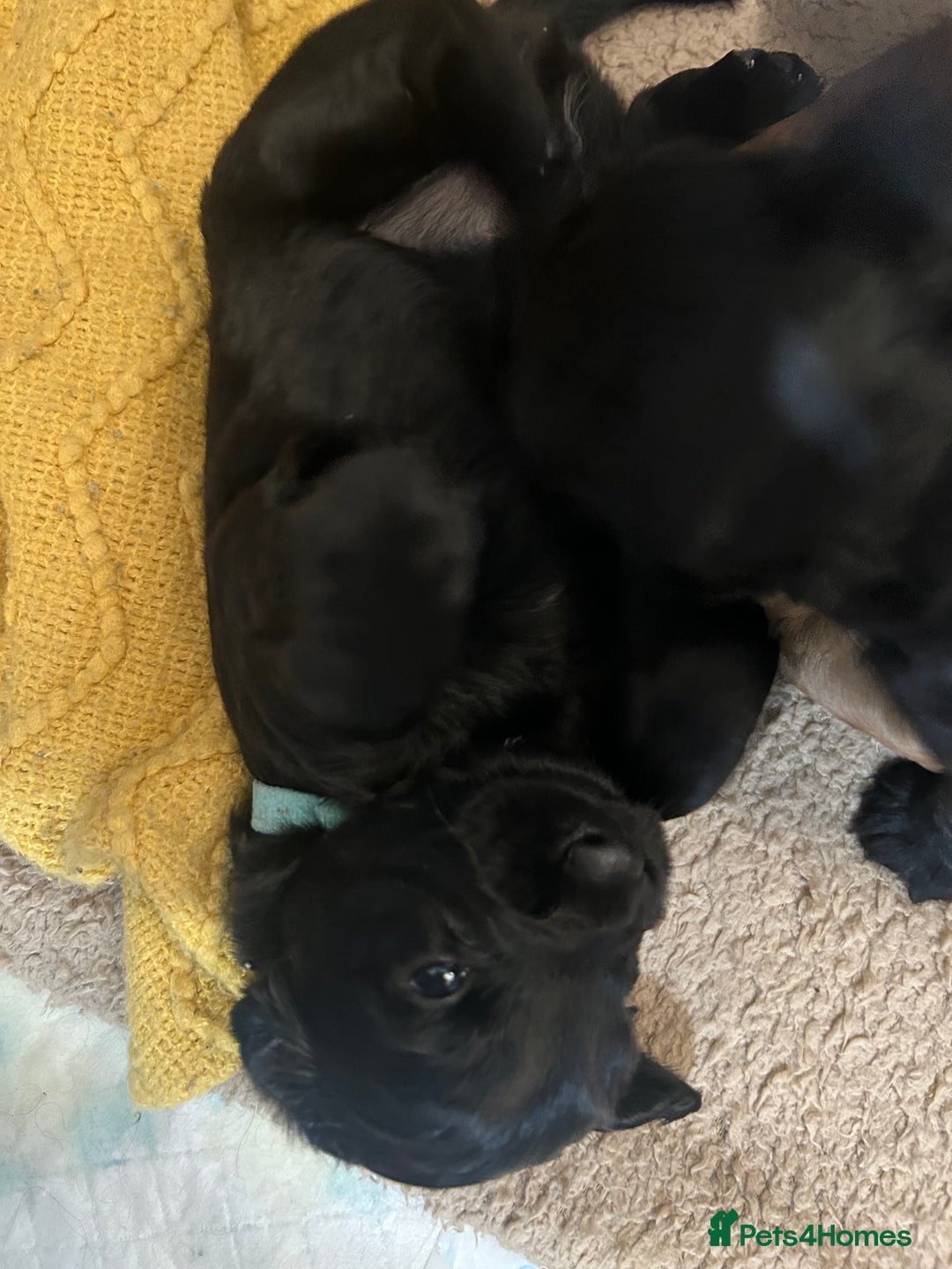 Cockapoo dogs for sale: Beautiful f2 cockapoo pups - Advert 15