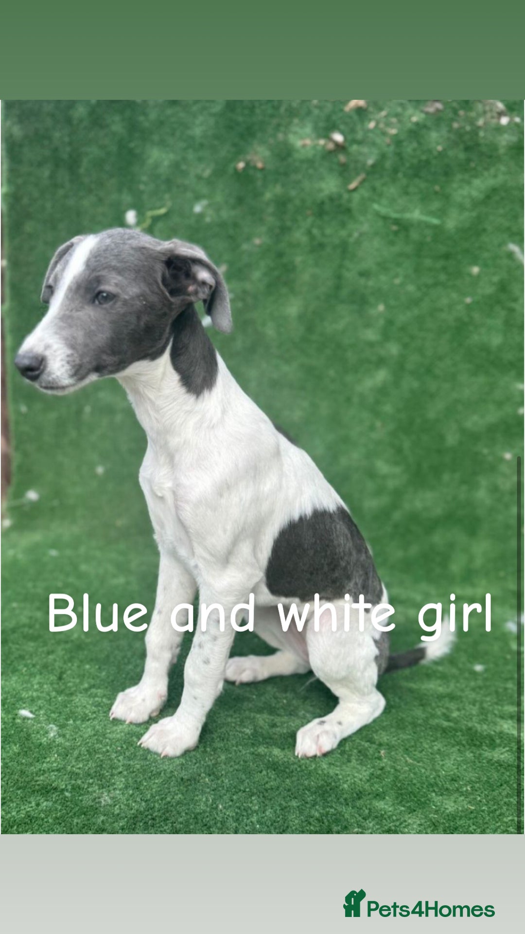 Whippet dogs for sale: Top quality whippet puppies - Image 10