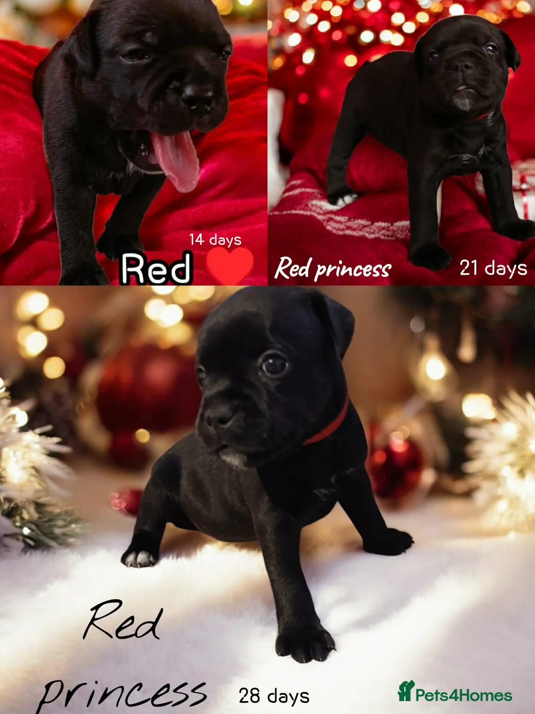 Staffordshire Bull Terrier dogs for sale: FCI - SBT litter - Advert 13