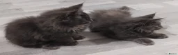 Maine Coon cats for sale: Rare blue/cream smoke maine coon kittens - Advert 11