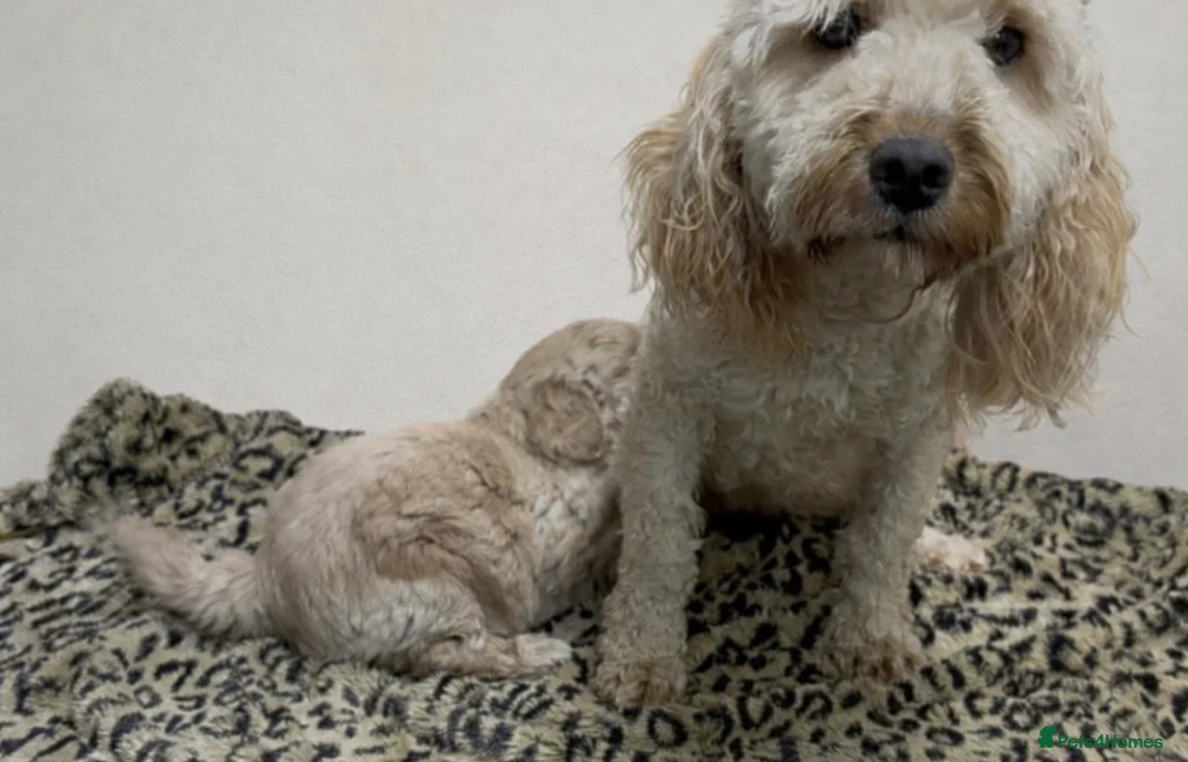 Cockapoo dogs for sale: Beautiful cockapoo  - Advert 14