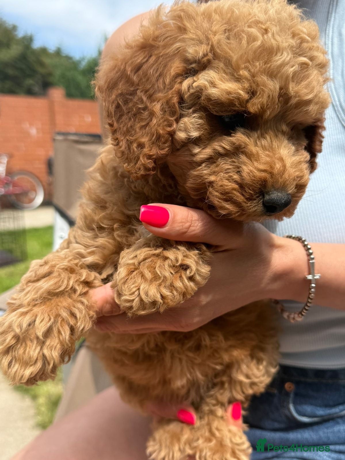 Cockapoo dogs  Meet Our stunning  F1B Cockapoo Puppies. - Advert 1