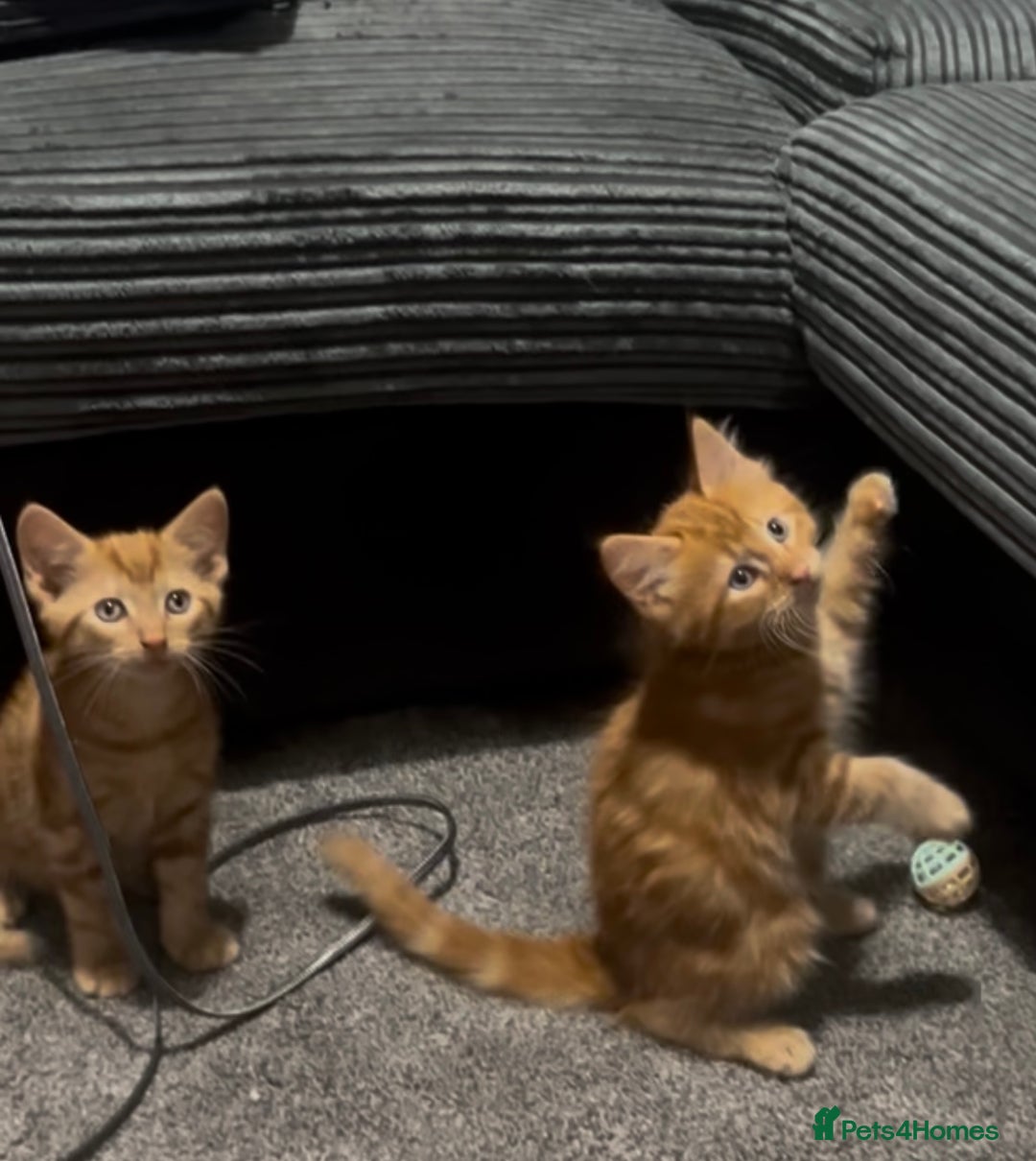 British Longhair cats for sale: Cute ginger male kitten - Image 4