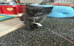 Mixed Breed cats for sale: Beautiful kittens for sale - Image 3
