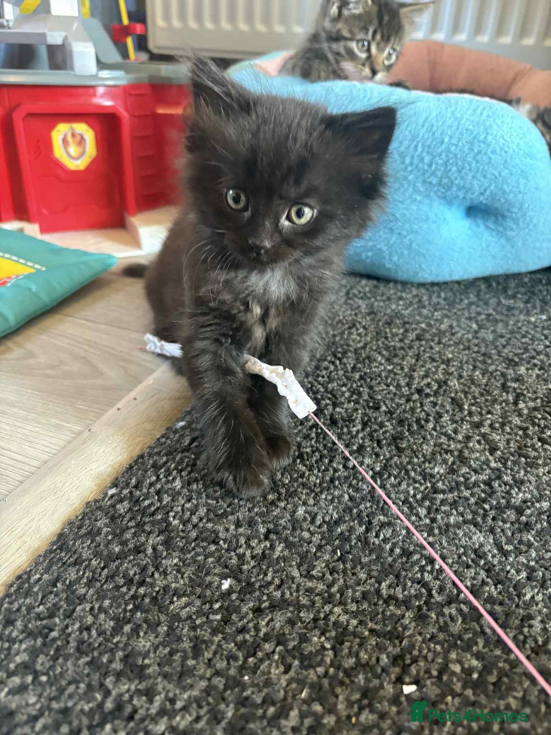 Mixed Breed cats for sale: Beautiful kittens for sale - Image 3