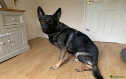 German Shepherd dogs for sale: Large female gsd - Image 1
